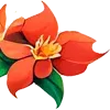 🌺