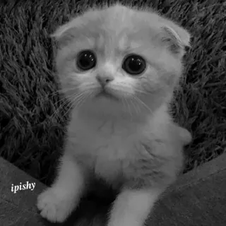 🕸 ipishy 猫, 小猫, 可爱, 宠物, 动物, 家养 telegram sticker