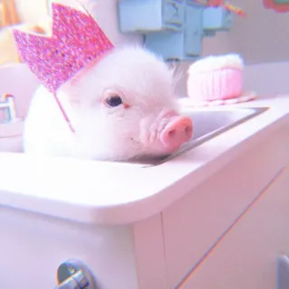 🐽 pig, cute, pink, animal, crown, baby telegram sticker