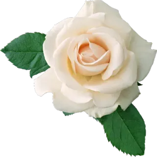 🌸 flower, rose, white, petal, nature, floral whatsapp sticker