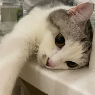 😢 chat, animal, animal domestique, animal de compagnie, mignon, mammifère whatsapp sticker