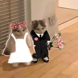 💍 gato, gatos, casamento, noiva, noivo, animais, fofo telegram sticker