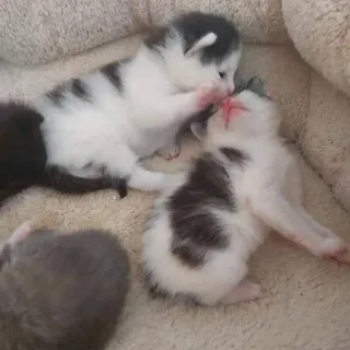 💘 Kätzchen, Katzen, Tiere, Haustiere, süß, Babytiere telegram sticker