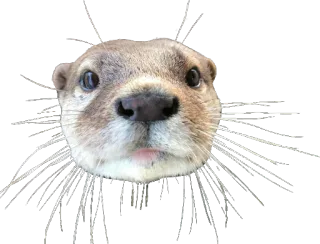 🌟 Wydra, Zwierzę, Słodkie, Ssak, Dzikie zwierzę, Wydra rzeczna telegram sticker