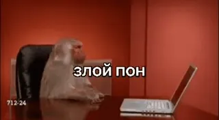 🌟 злой пон macaco, animal, computador, escritório whatsapp sticker