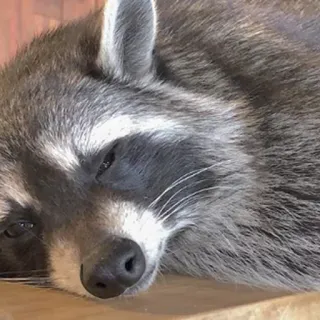 😪 mapache, animal, adormilado, mamífero, lindo telegram sticker