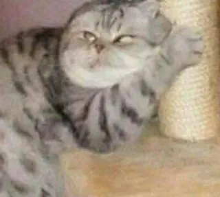 😧 cat, scottish fold, gray tabby, domestic cat, feline, pet telegram sticker