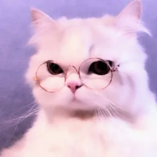 🐈 cat, glasses, animal, pet, cute, white telegram sticker