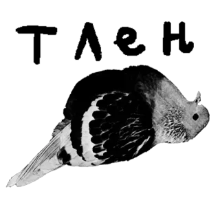 😔 pigeon, bird, domestic pigeon, columbidae, animal telegram sticker