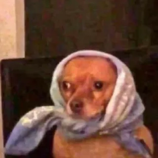 😳 chien, animal, chihuahua, écharpe, babouchka, drôle telegram sticker