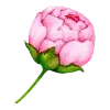 🌷