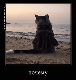 ⁉ почему gato, praia, pôr do sol, oceano, contemplativo whatsapp sticker
