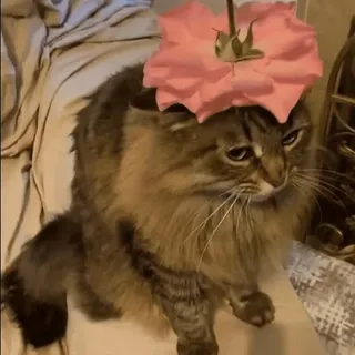🌷 chat, fleur, animal, animal de compagnie, mignon whatsapp sticker
