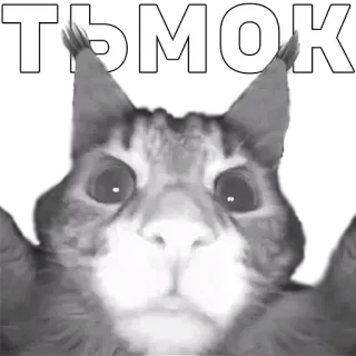 😽 ТЬМОК кот, животное, поцелуй, текст, русский telegram sticker
