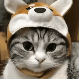 🐶 chat, animal, animal de compagnie, chapeau, mignon, chat domestique, félin whatsapp sticker