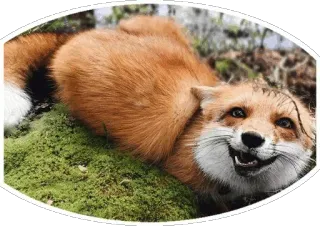 🦊 fuchs, tier, wildtier, süß, natur telegram sticker