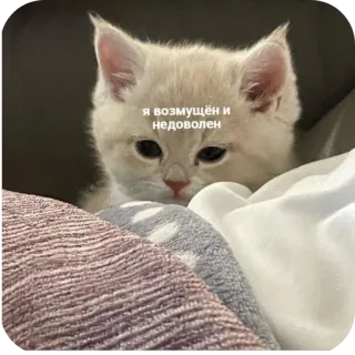 Больше стиков тут: @stikery4 telegram stickers