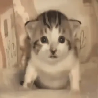 💥 kätzchen, katze, tier, süß, haustier telegram sticker