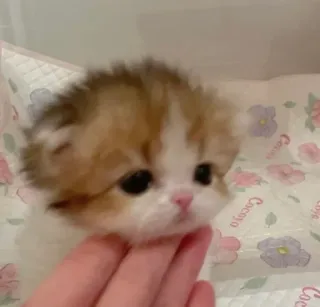 ☹️ kitten, cat, cute, pet, animal, domestic whatsapp sticker