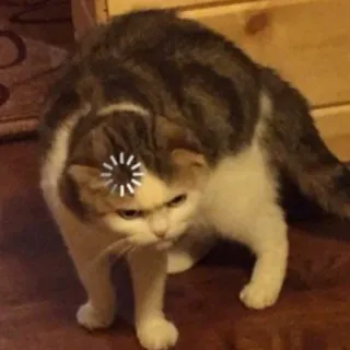 🤨 chat, chargement, traitement, animal, erreur telegram sticker