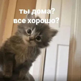 😅 ты дома?
все хорошо? gato, gatinho, russo, fofo telegram sticker