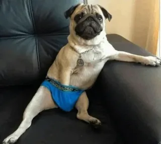 🐾 Hund, Mops, Unterwäsche, Humor, Haustier, Tier telegram sticker