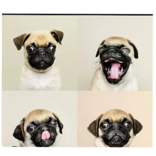 🐶 telegram sticker