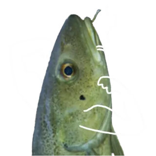 💪 fish, animal, sea, seafood, aquatic, ocean whatsapp sticker