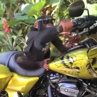 monke whatsapp stickers