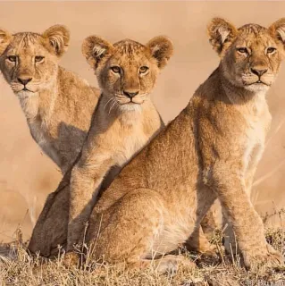 👫 лев, львы, дикая природа, животные, крупные кошки telegram sticker
