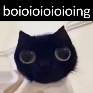 😳 boioioioioioioing 고양이, 검은 고양이, 웃긴, 밈, 귀여운, 동물, 눈 whatsapp sticker