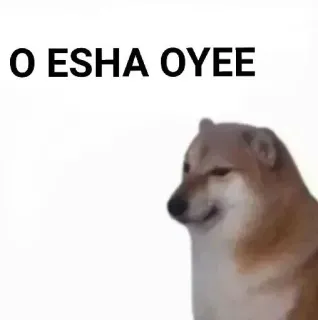 ✨ O ESHA OYEE dog, meme, cheems, doge, funny, internet meme telegram sticker