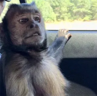 🚙 singe, animal, primate, mammifère telegram sticker