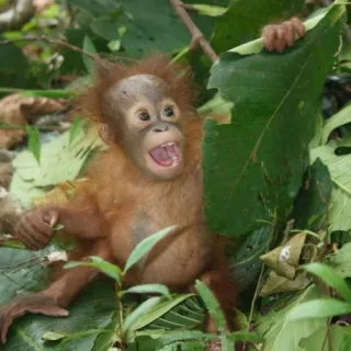 🐒 Orang-outan, Singe, Primate, Animal, Faune, Nature telegram sticker
