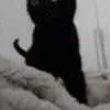 🐈‍⬛