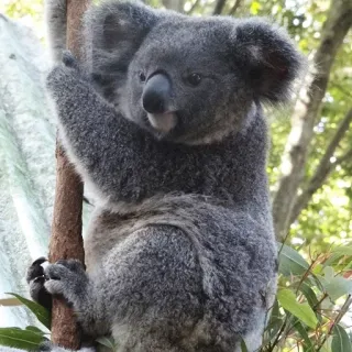 🐨 koala, animal, marsupial, wildlife, australia, nature, tree, cute telegram sticker