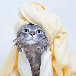 🧖‍♀ gatto, asciugamano, bagnato, carino, animale, domestico, bagno, animale domestico telegram sticker