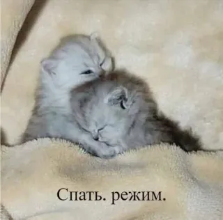 😴 Спать. режим. telegram sticker