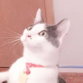 🐈 kot, kociak, zwierzę domowe, zwierzę, słodki, domowy telegram sticker