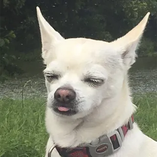 😒 chien, chihuahua, animal, langue, mignon, drôle telegram sticker