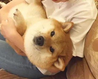 🤗 chien, animal de compagnie, shiba inu, animal, mignon telegram sticker
