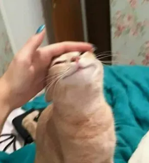 😍 gato, mascota, mano, animal, lindo, doméstico telegram sticker