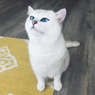 ☺️ gato, gato branco, olhos azuis, animal de estimação, animal, gato doméstico telegram sticker