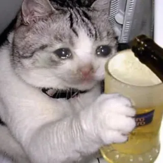 😥 chat, triste, pleurer, boire, bière, mème, alcool, animal telegram sticker
