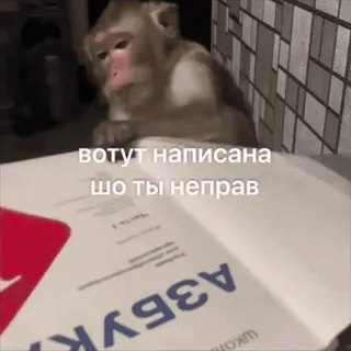 🧐 вот тут написана шо ты неправ monkey, book, funny, animal, meme whatsapp sticker