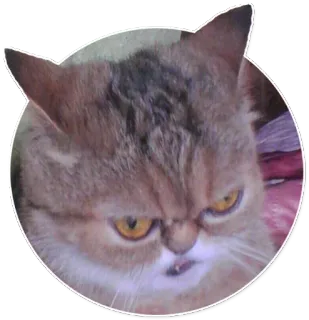 😠 cat, animal, meme, grumpy, cute telegram sticker