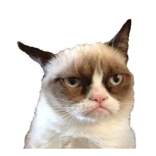 😕 Grumpy Cat cat, grumpy, meme, funny, animal telegram sticker