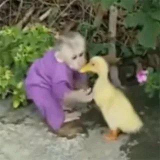 🦆 singe, caneton, animaux, amitié, bébé singe, canard jaune telegram sticker