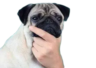 🤔 carlino, cane, animale, meme, pensando, divertente telegram sticker