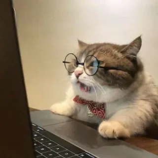 😳 gato, gafas, ordenador, pajarita, escribiendo telegram sticker